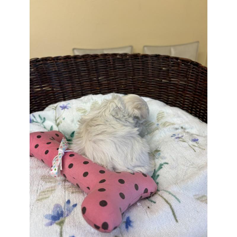 販売中の愛知県のマルチーズ-453044の4枚目