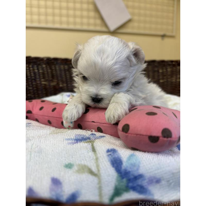 販売中の愛知県のマルチーズ-453044の3枚目