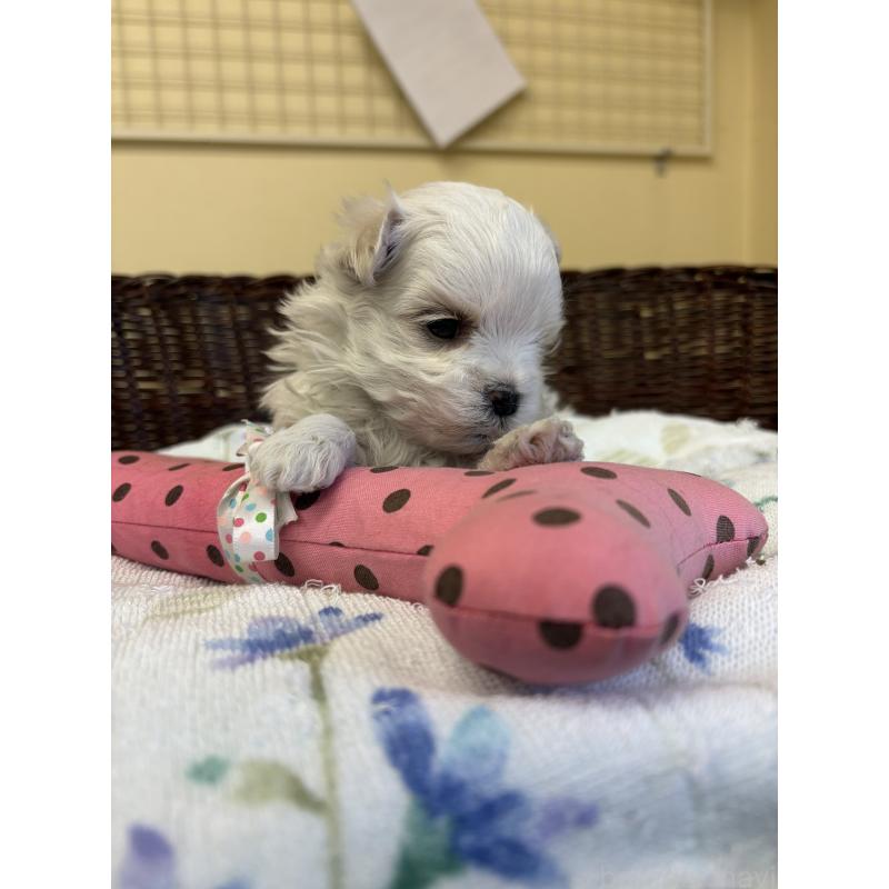 販売中の愛知県のマルチーズ-453044の2枚目