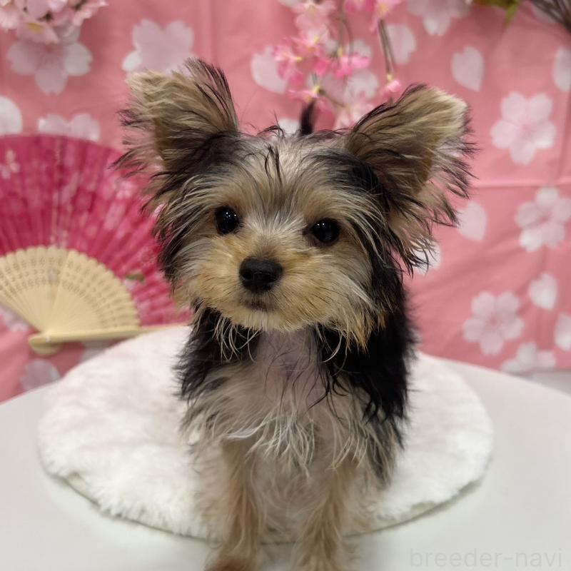 ♀︎ヨークシャーテリア