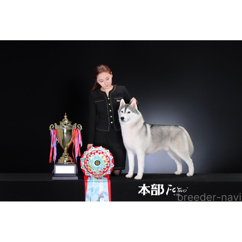 犬舎紹介の栃木県の犬舎紹介-4437の4枚目