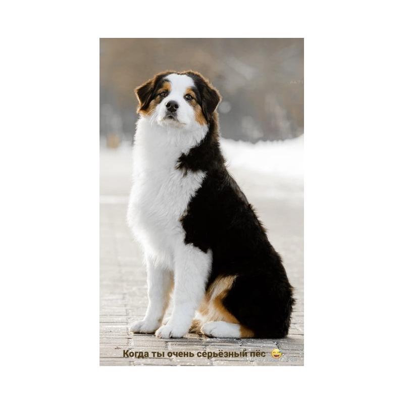 犬舎紹介の栃木県の犬舎紹介-4437の5枚目