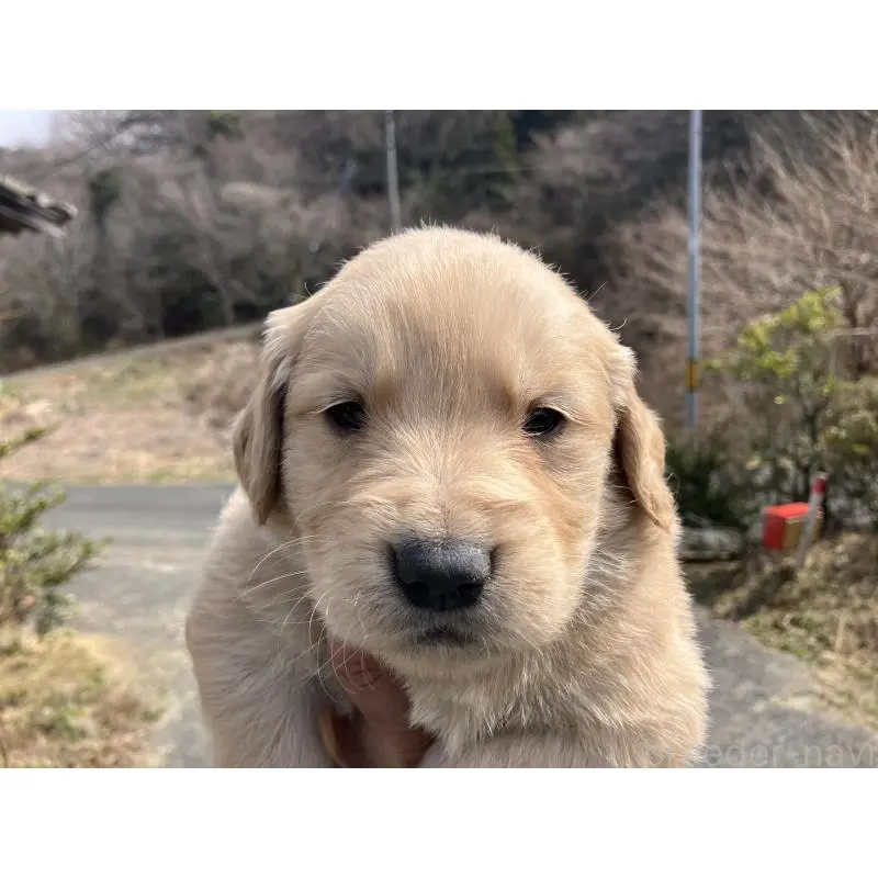 販売中の福島県のゴールデンレトリーバー-453047の4枚目