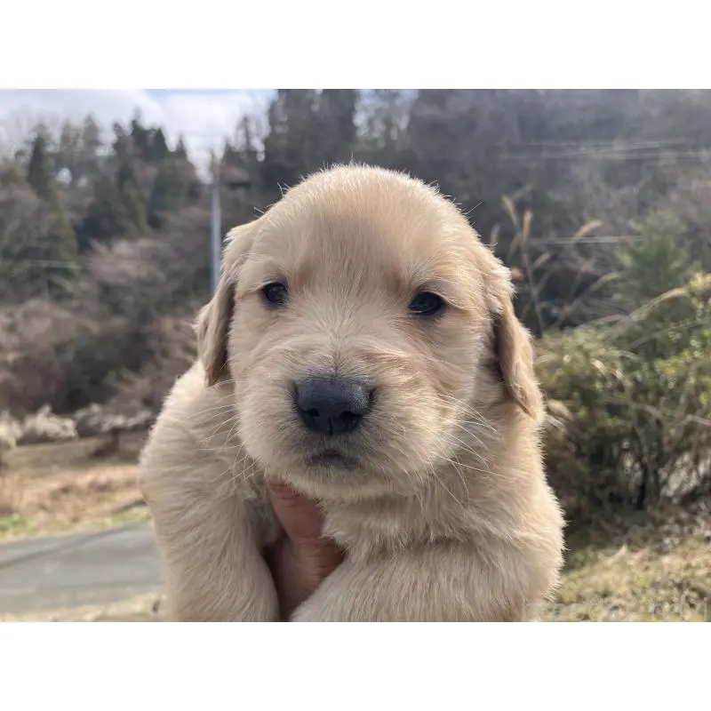 販売中の福島県のゴールデンレトリーバー-453047の3枚目