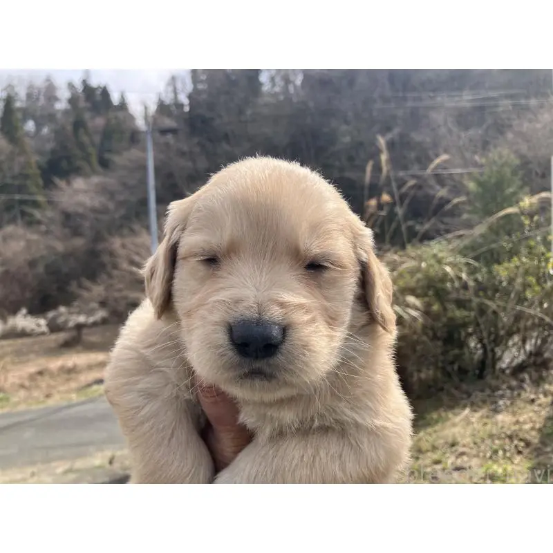 販売中の福島県のゴールデンレトリーバー-453047の2枚目