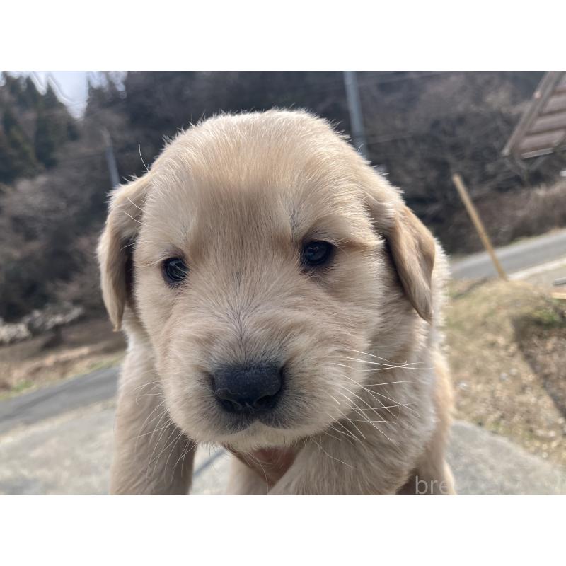 販売中の福島県のゴールデンレトリーバー-453049の2枚目