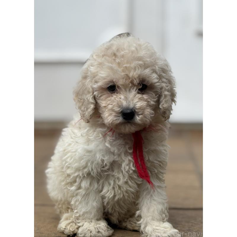 販売中の東京都のミディアムプードル-446041の4枚目