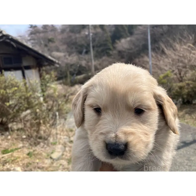 販売中の福島県のゴールデンレトリーバー-453050の2枚目