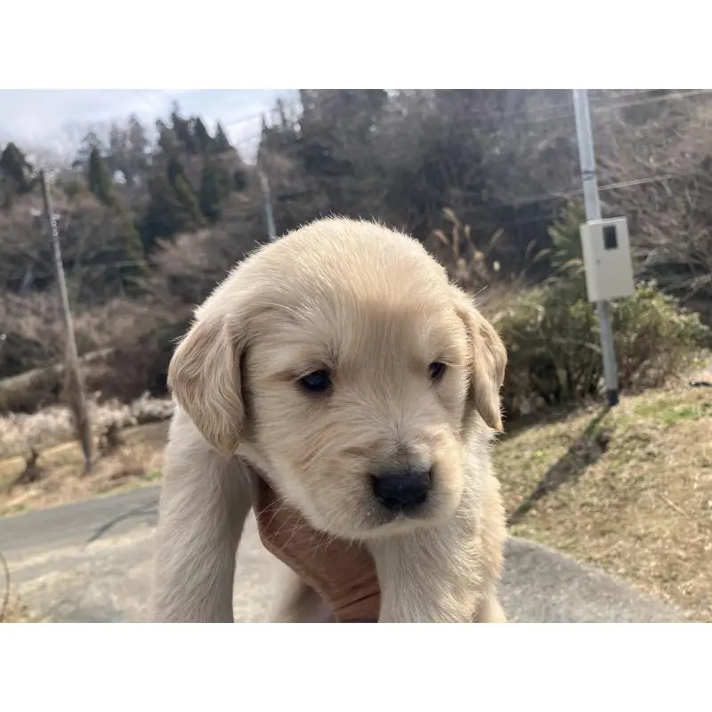 販売中の福島県のゴールデンレトリーバー-453052の3枚目