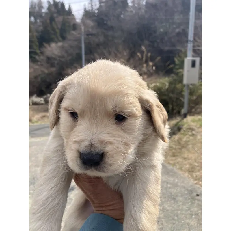 販売中の福島県のゴールデンレトリーバー-453052の2枚目