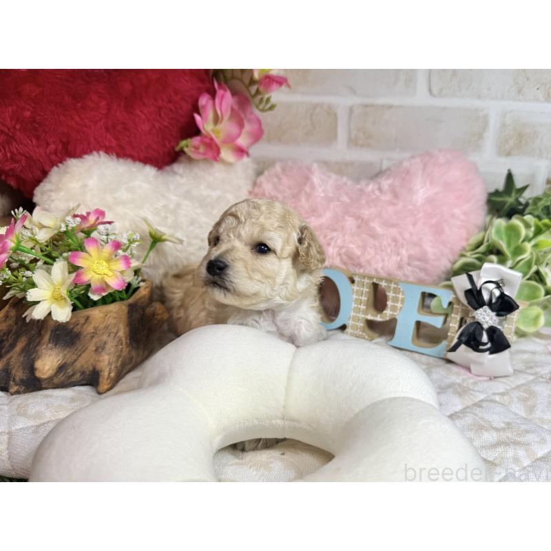 販売中の愛知県のトイプードル-453054の10枚目