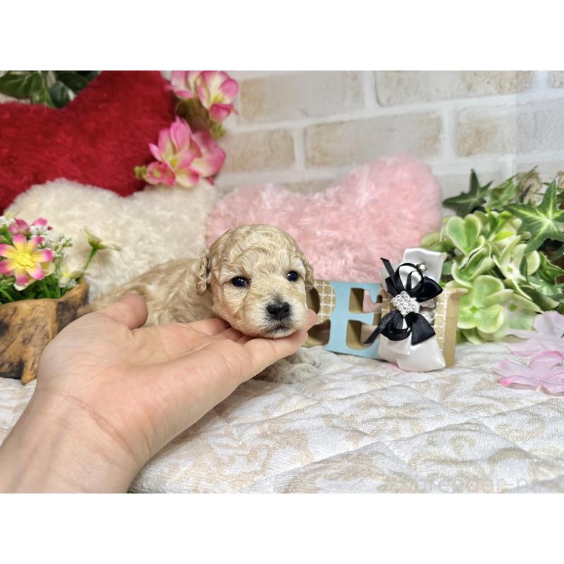 販売中の愛知県のトイプードル-453054の9枚目