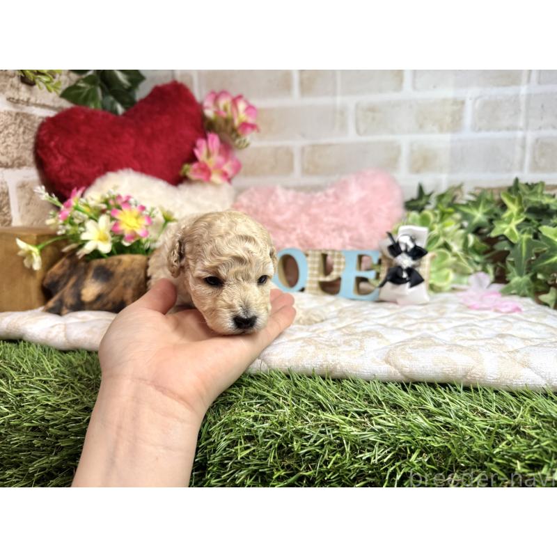 販売中の愛知県のトイプードル-453054の8枚目