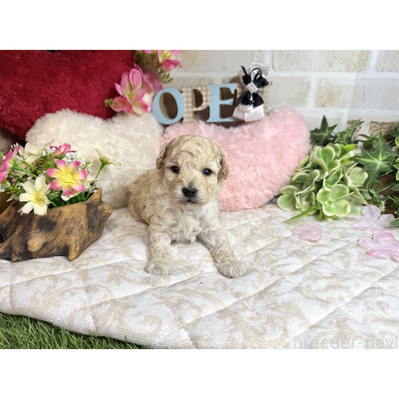 販売中の愛知県のトイプードル-453054の7枚目