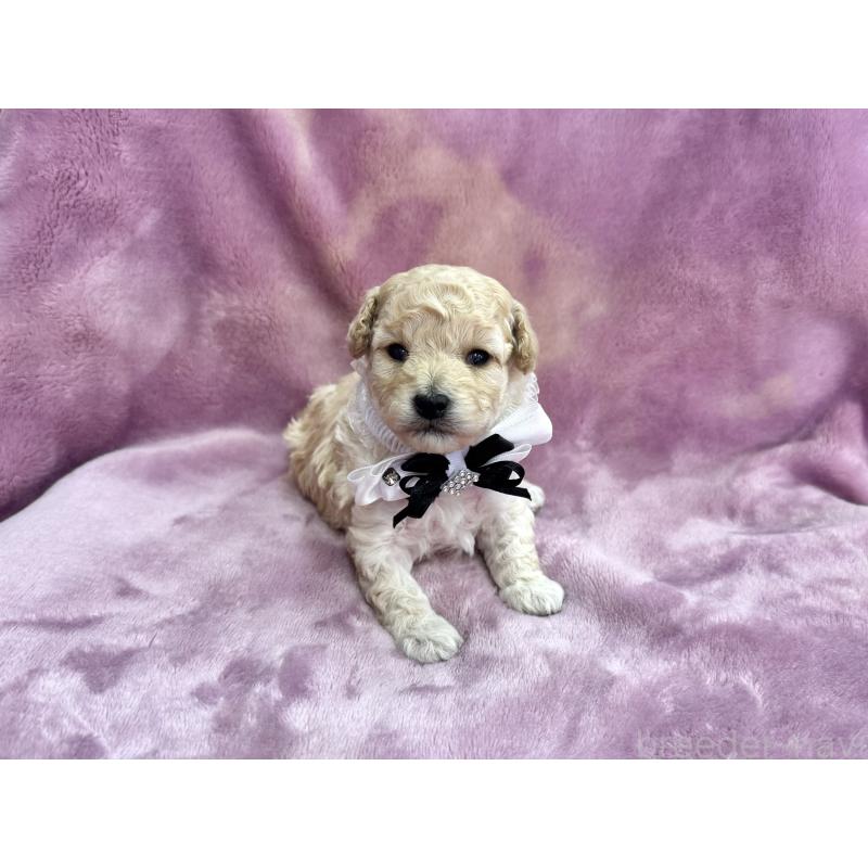 販売中の愛知県のトイプードル-453054の6枚目