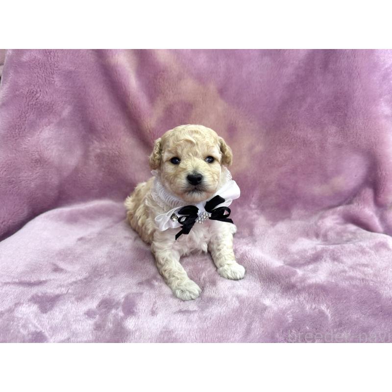 販売中の愛知県のトイプードル-453054の5枚目