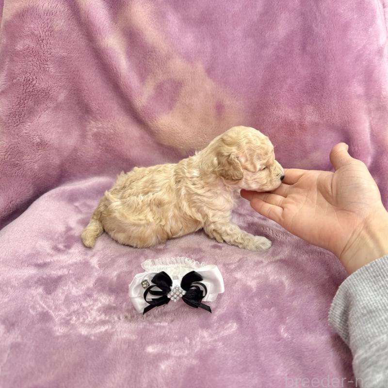 販売中の愛知県のトイプードル-453054の3枚目