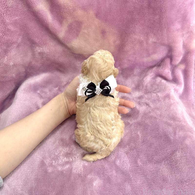 販売中の愛知県のトイプードル-453054の2枚目