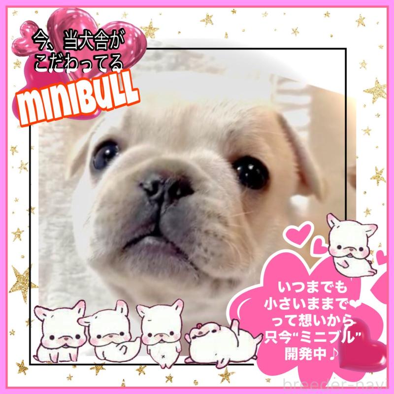 販売中の大阪府のフレンチブルドッグ-453053の15枚目