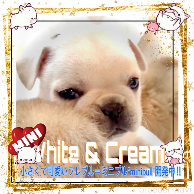 販売中の大阪府のフレンチブルドッグ-453053の14枚目