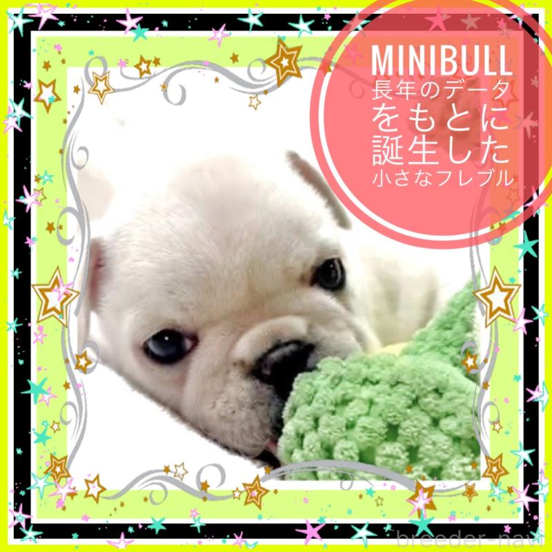 販売中の大阪府のフレンチブルドッグ-453053の11枚目