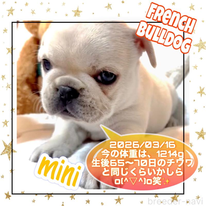 販売中の大阪府のフレンチブルドッグ-453053の8枚目