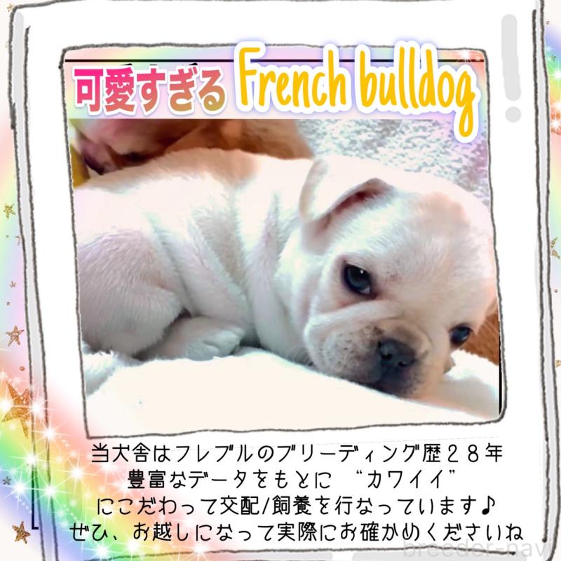 販売中の大阪府のフレンチブルドッグ-453053の7枚目