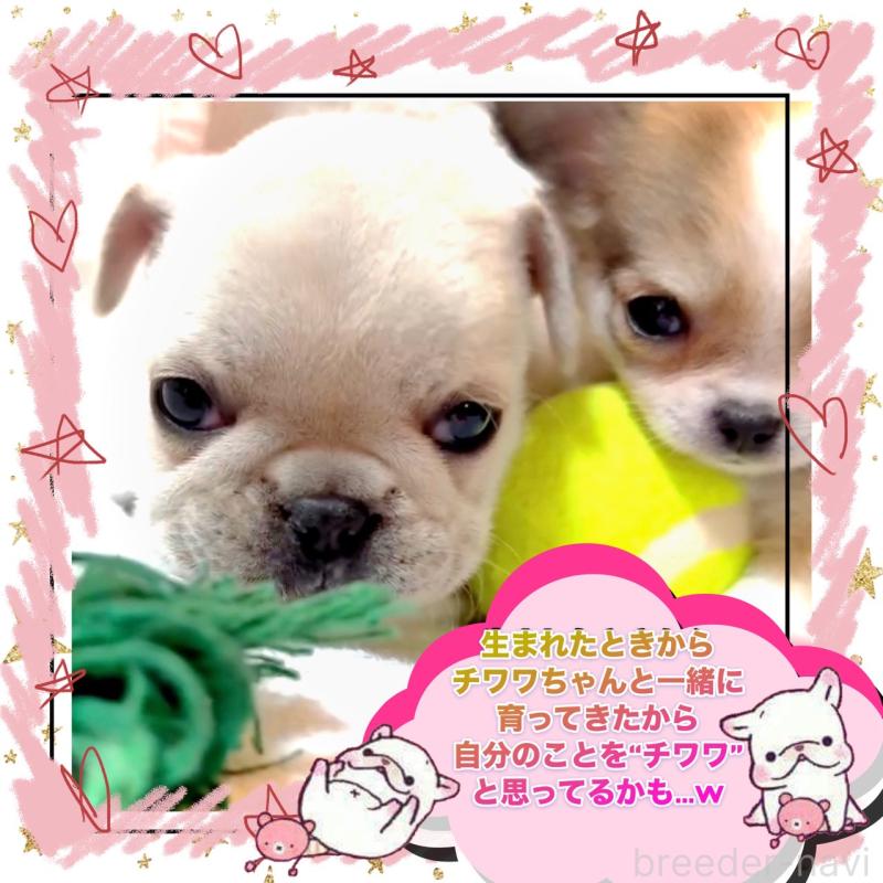 販売中の大阪府のフレンチブルドッグ-453053の6枚目