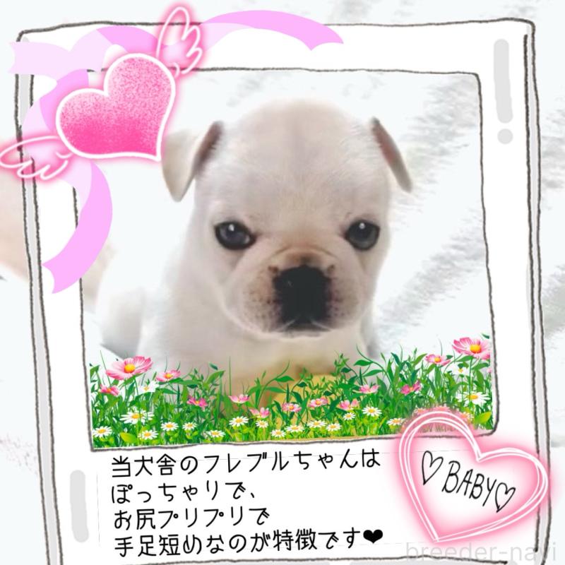 販売中の大阪府のフレンチブルドッグ-453053