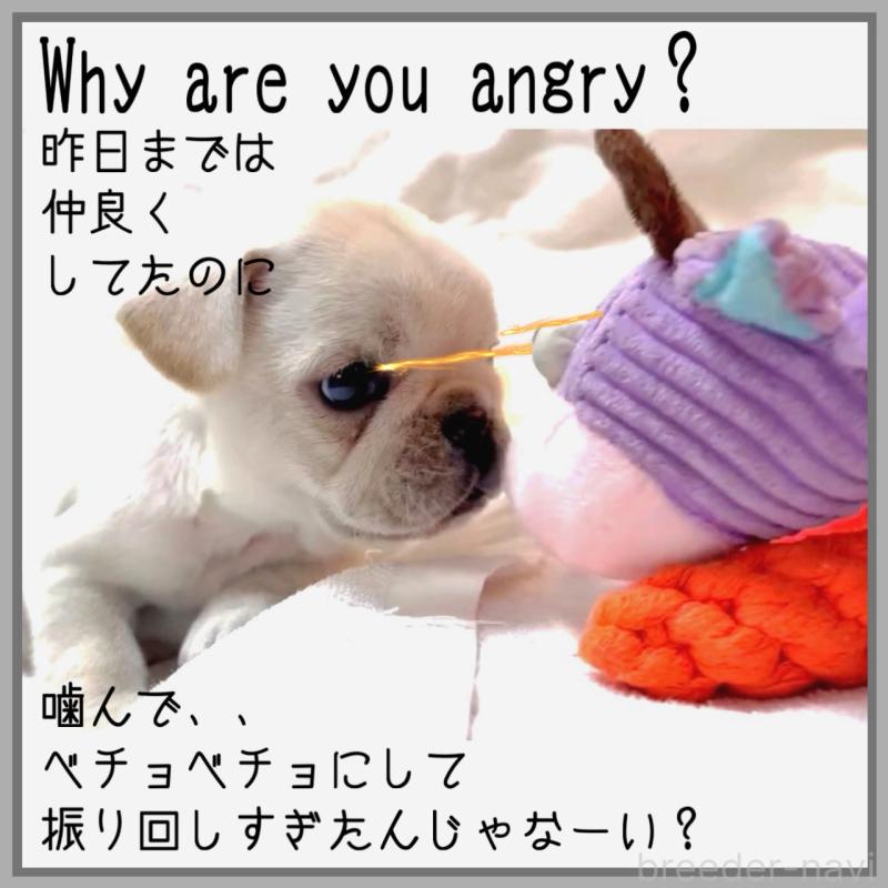 販売中の大阪府のフレンチブルドッグ-453053の5枚目