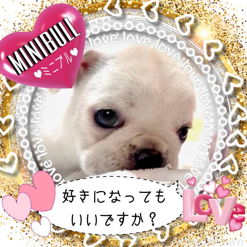 販売中の大阪府のフレンチブルドッグ-453053の4枚目