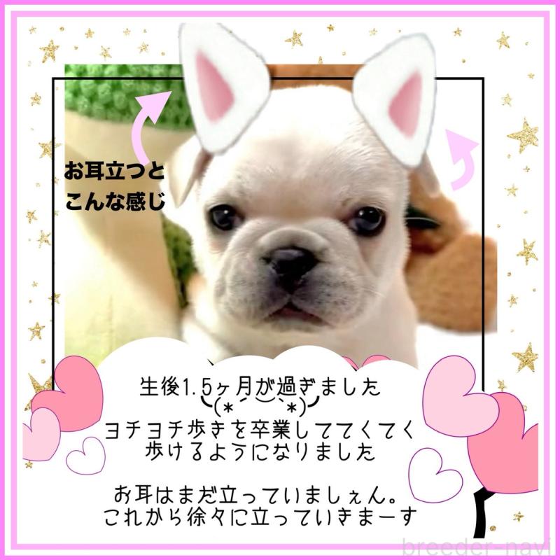 販売中の大阪府のフレンチブルドッグ-453053の3枚目