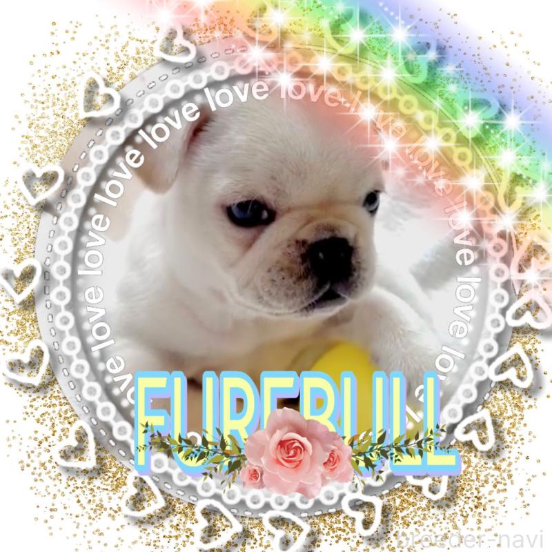 販売中の大阪府のフレンチブルドッグ-453053の2枚目