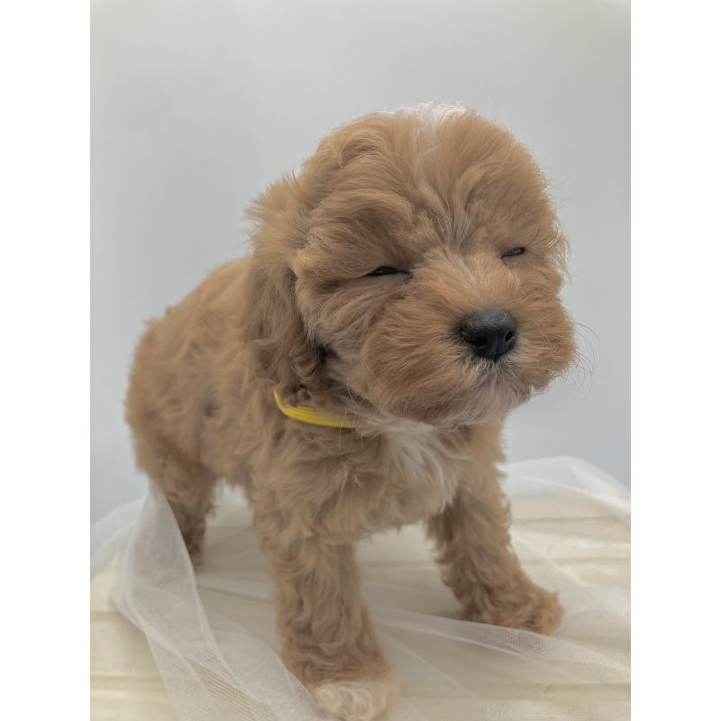 販売中の沖縄県のキャバプー:キャバリア×トイプードル-453057の4枚目