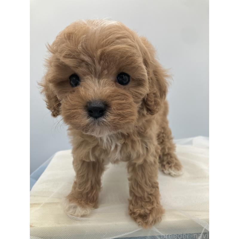 販売中の沖縄県のキャバプー:キャバリア×トイプードル-453057の3枚目