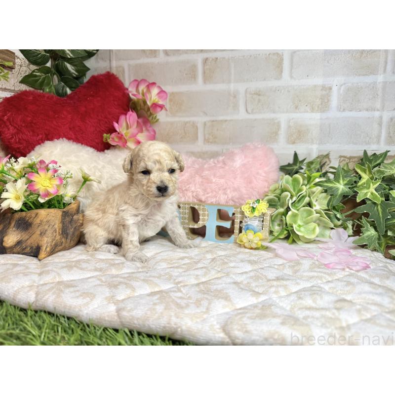 販売中の愛知県のトイプードル-453055の10枚目