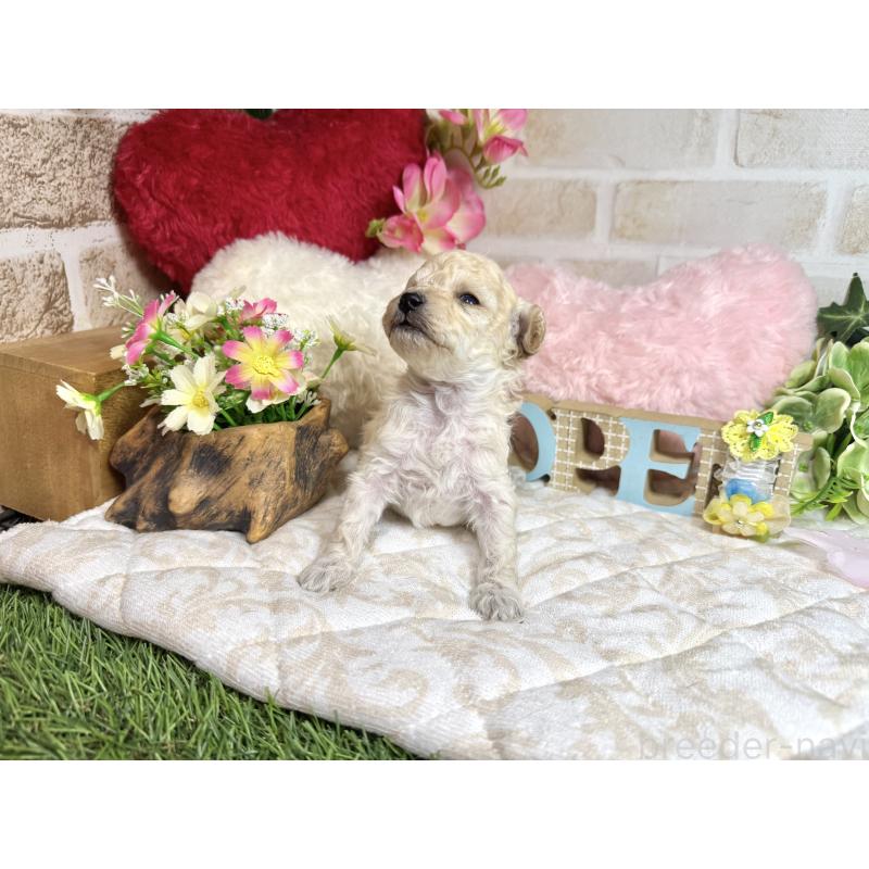 販売中の愛知県のトイプードル-453055の8枚目