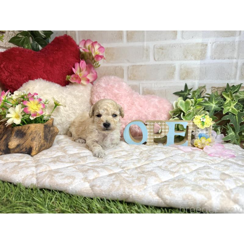 販売中の愛知県のトイプードル-453055の7枚目