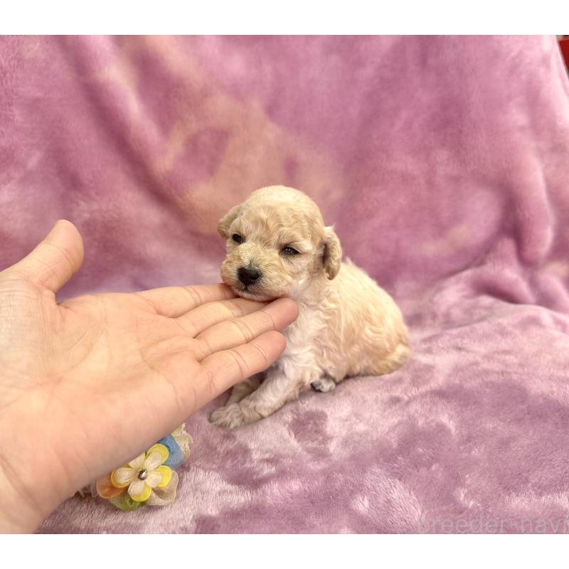 販売中の愛知県のトイプードル-453055の6枚目