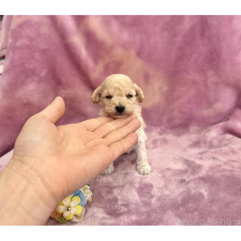 販売中の愛知県のトイプードル-453055の5枚目