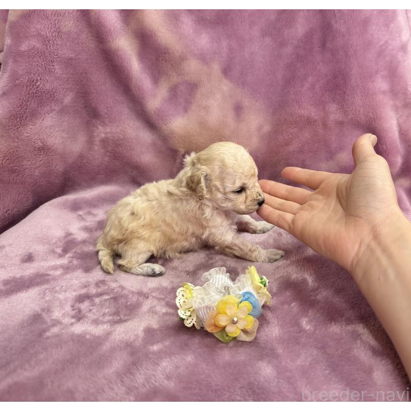 販売中の愛知県のトイプードル-453055の3枚目