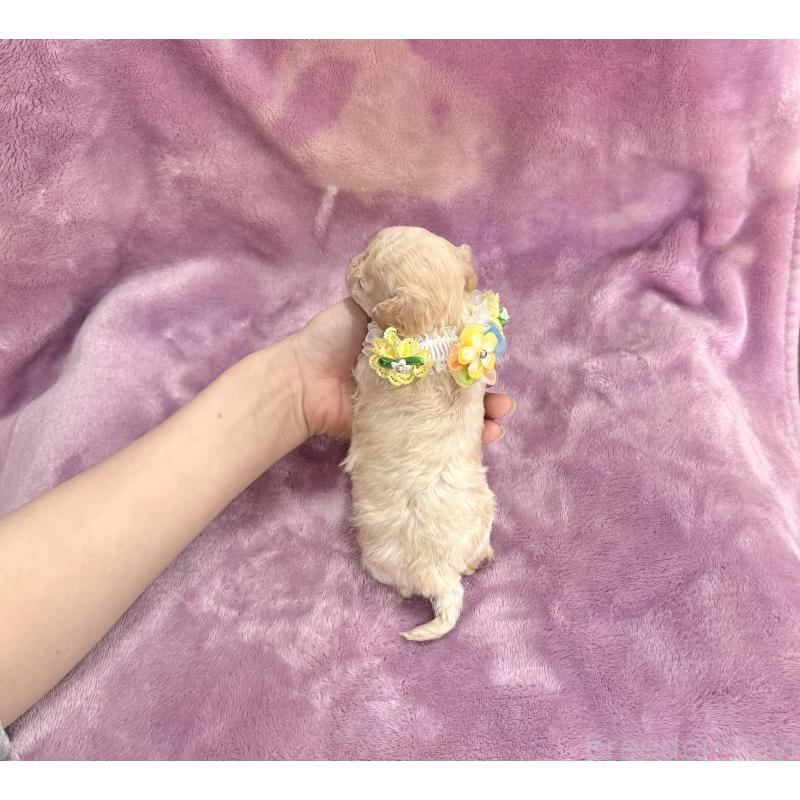 販売中の愛知県のトイプードル-453055の2枚目