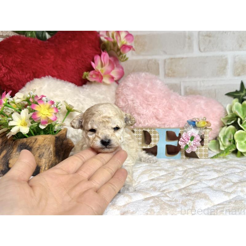 販売中の愛知県のタイニープードル-453056の8枚目