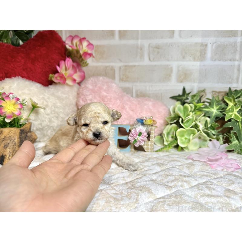 販売中の愛知県のタイニープードル-453056の7枚目