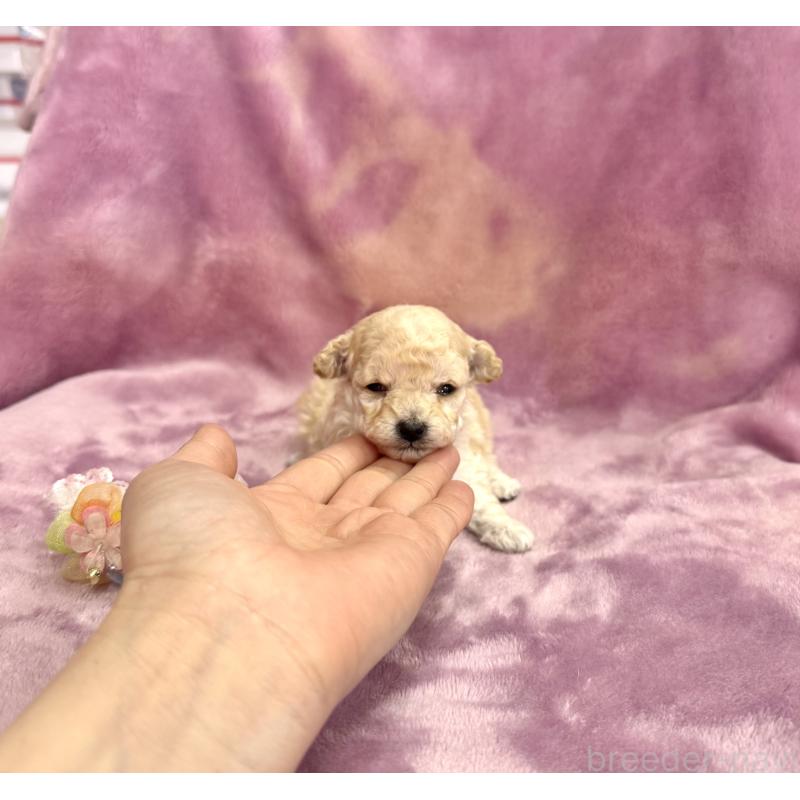 販売中の愛知県のタイニープードル-453056の5枚目