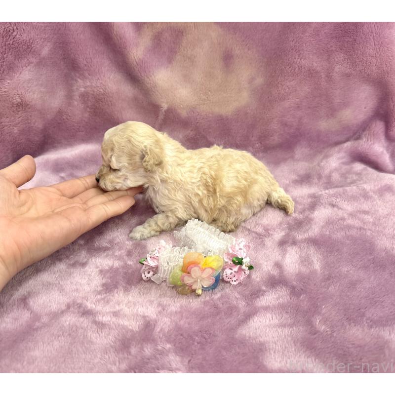 販売中の愛知県のタイニープードル-453056の4枚目