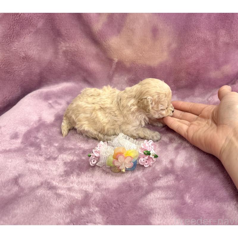 販売中の愛知県のタイニープードル-453056の3枚目