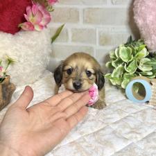 ♀︎ミニチュアダックスフンド(ロングヘアード)