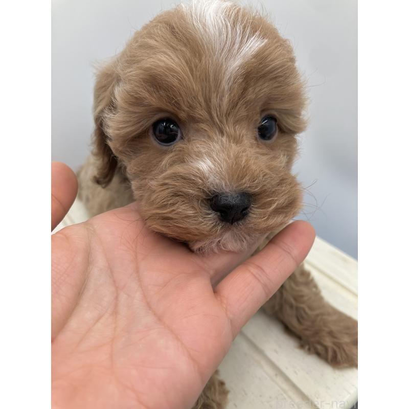 販売中の沖縄県のキャバプー:キャバリア×トイプードル-453059の5枚目