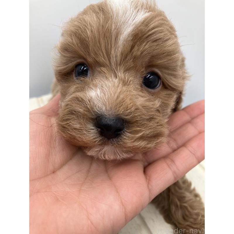 販売中の沖縄県のキャバプー:キャバリア×トイプードル-453059の3枚目